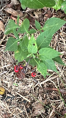 bittersweet nightshade