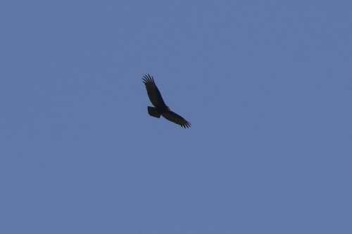 Turkey Vulture