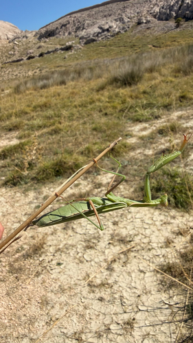 European Mantis