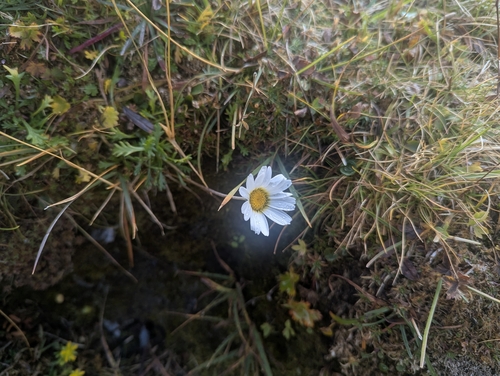 Leucanthemopsis alpina, photograph 2