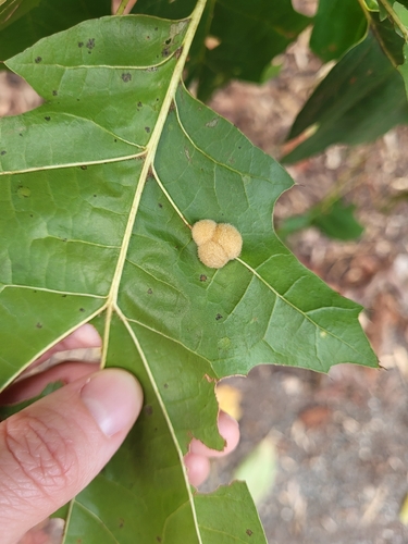 Callirhytis lanata