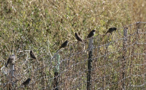 White-crowned Sparrow