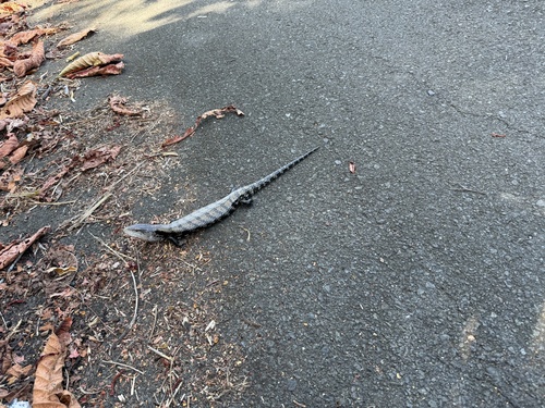 Tiliqua gigas observed 2026-08-21