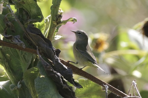 Orange-crowned Warbler