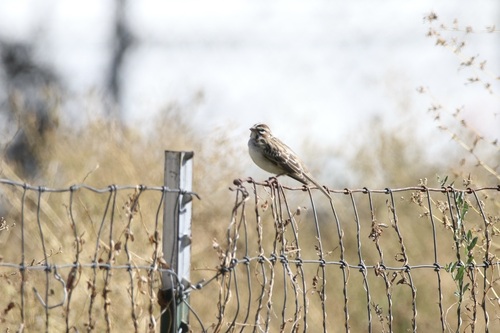 Lark Sparrow