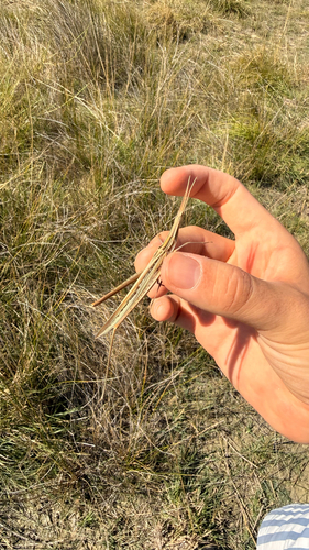 Mediterranean Slant-faced Grasshopper