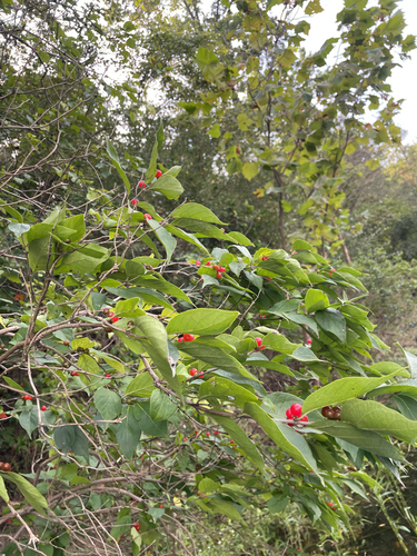 Amur honeysuckle