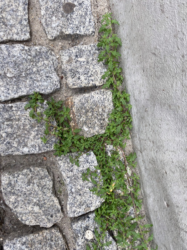 Clammy goosefoot