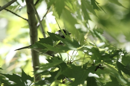 Mountain Chickadee