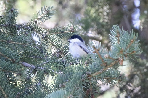 Black-capped Chickadee