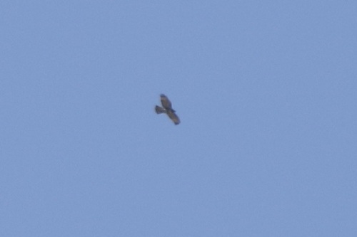 Red-tailed Hawk