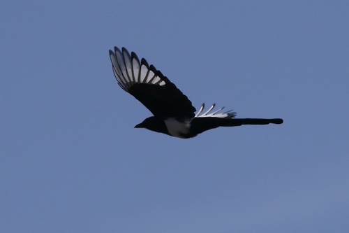 Black-billed Magpie