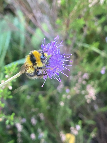 Heath Bumble Bee