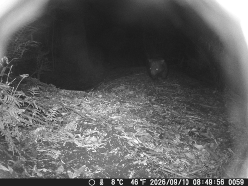 Bare-nosed Wombat