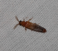 Distremocephalus texanus