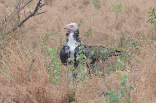 iNaturalist image