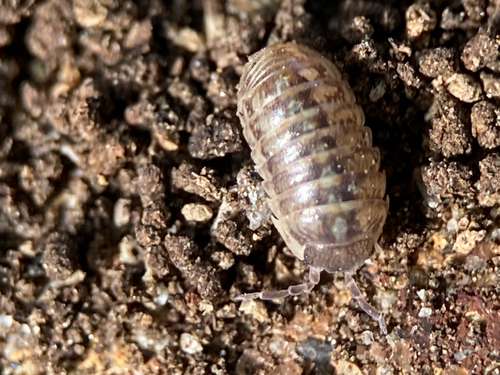 Common Pill Woodlouse