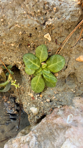 Thin Leaf Brookweed