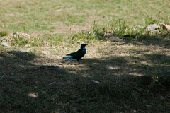 Lamprotornis chalybaeus
