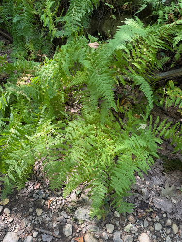 hay-scented fern