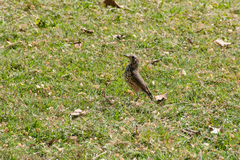 Turdus simensis