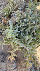Suaeda maritima, photograph (c) mycoroco, some rights reserved (CC BY)