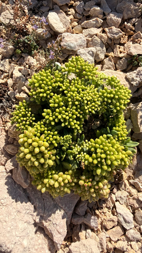 rock samphire
