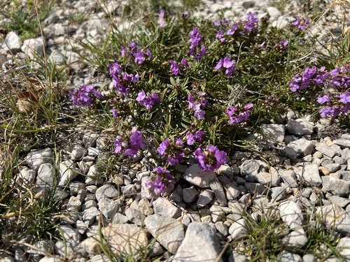 Satureja subspicata, photograph 4