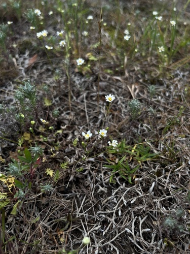 Panphalea heterophylla
