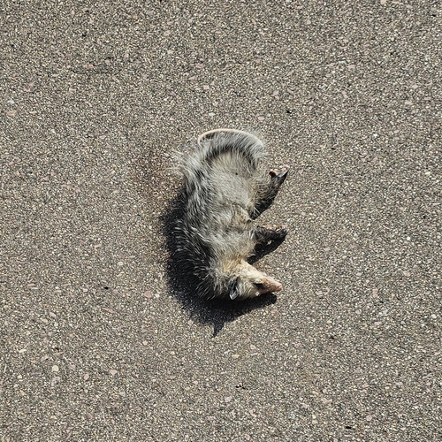 Virginia Opossum