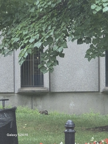 Eastern Gray Squirrel