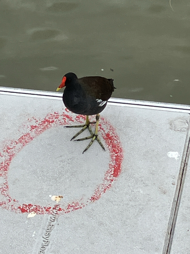 Eurasian Moorhen