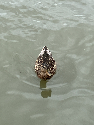 Mallard
