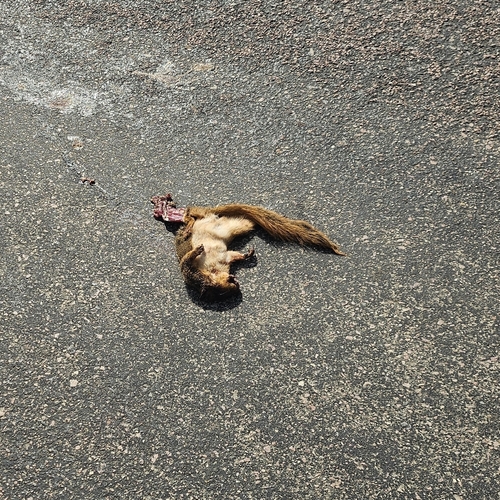 Eastern Fox Squirrel