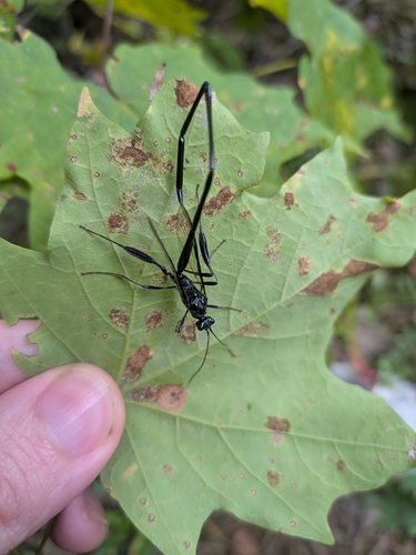 American Pelecinid Wasp