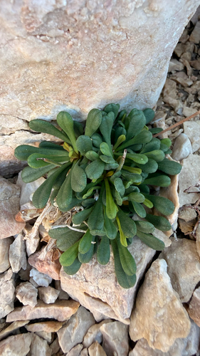 Limonium cancellatum