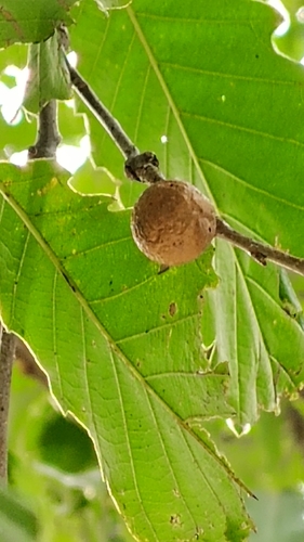 Round Bullet Gall Wasp