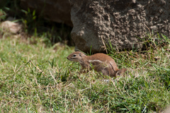 Euxerus erythropus
