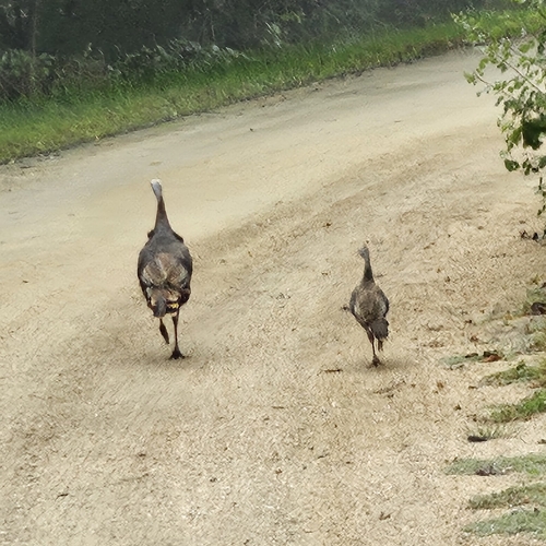 Wild Turkey