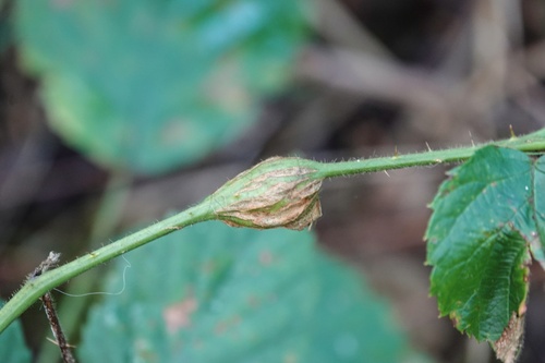 Raspberry gall midge