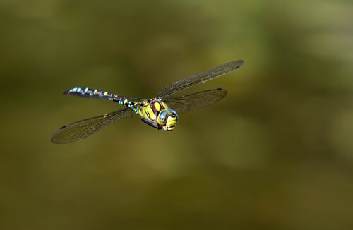 Southern Hawker