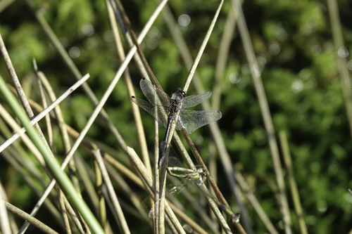 Black Meadowhawk
