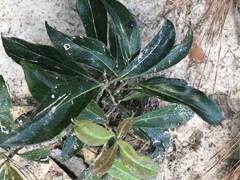 Cartrema americana