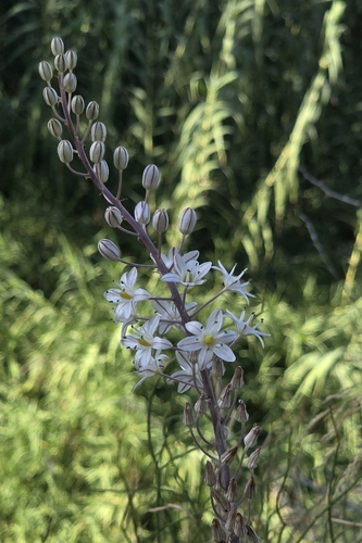 sea squill
