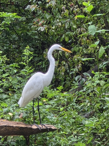 Great Egret
