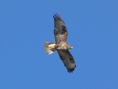 Common Buzzard