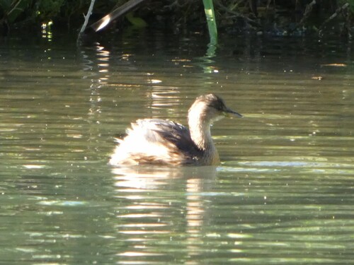 Little Grebe