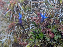 Gentiana bavarica