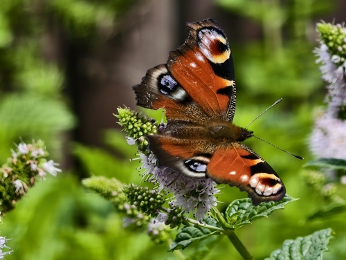 European Peacock Butterfly