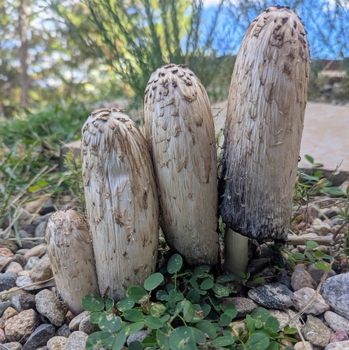 Shaggy Mane